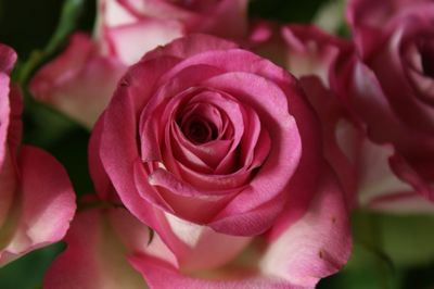 Close-up of pink rose