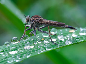 Close-up of insect on wet leaf