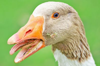 Close-up of a goose