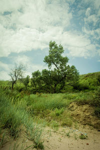 Scenic view of farm against sky