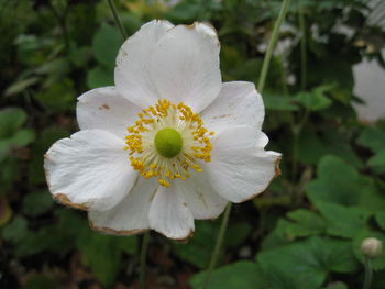 Close-up of white flower blooming outdoors