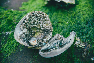 Close-up of seashell on grass