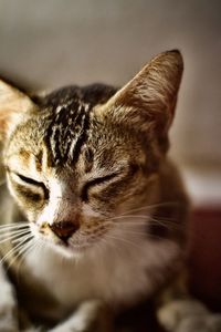 Close-up of tabby cat