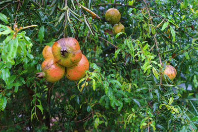 Close-up of fruits growing on tree