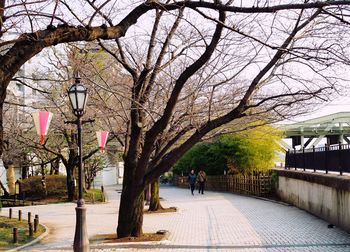 View of bare trees in city