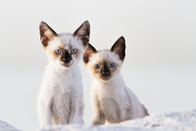 Close-up portrait of wild cats against white background
