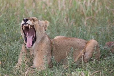 Dog relaxing on field