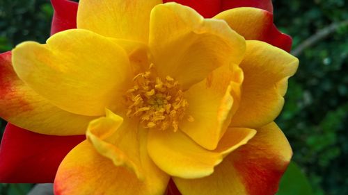 Close-up of yellow flower