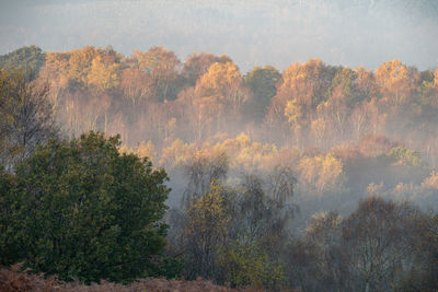 Trees in forest during autumn