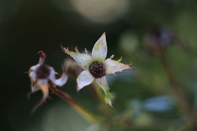 Close-up of pink flower