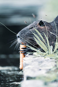 Close-up of animal eating