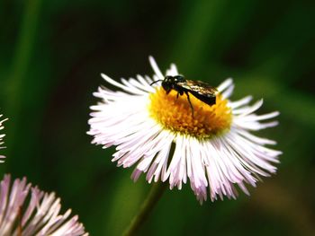 Close-up of honey bee on flower