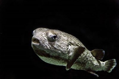 Close-up of fish underwater