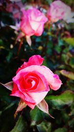 Close-up of pink rose