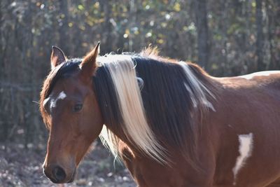 Horse standing in ranch