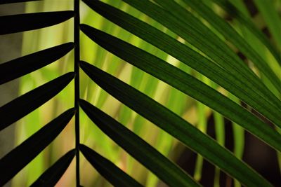 Full frame shot of palm leaves