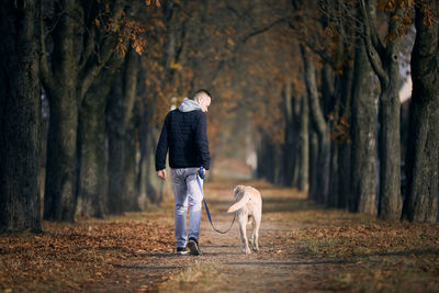 Rear view of young man with dog. pet owner walking with labrador retriever through chestnut alley.