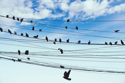 Low angle view of birds perching on cable against sky