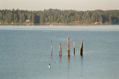 Scenic view of lake in forest