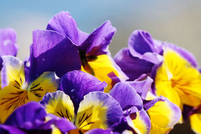 Close-up of purple crocus flowers