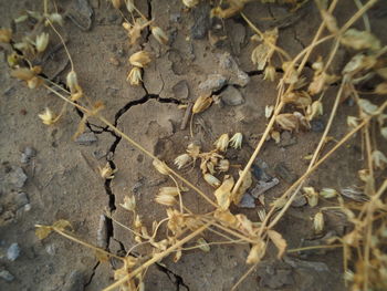 Leaves on ground