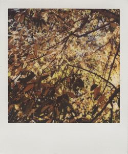 Close-up of autumn leaves on tree