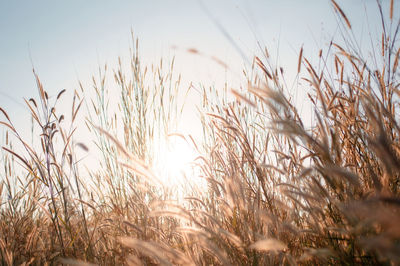 Close-up of stalks in field against sky