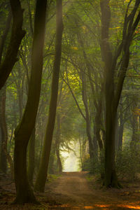 Trees in forest