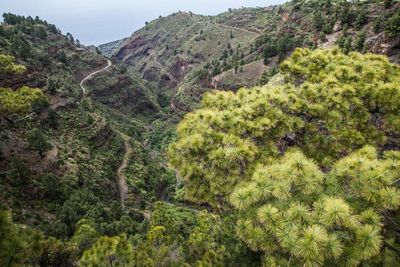 High angle view of pine trees in forest