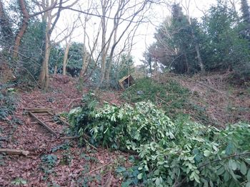 Low angle view of trees in forest against sky