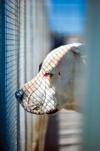 Close-up of dog in cage