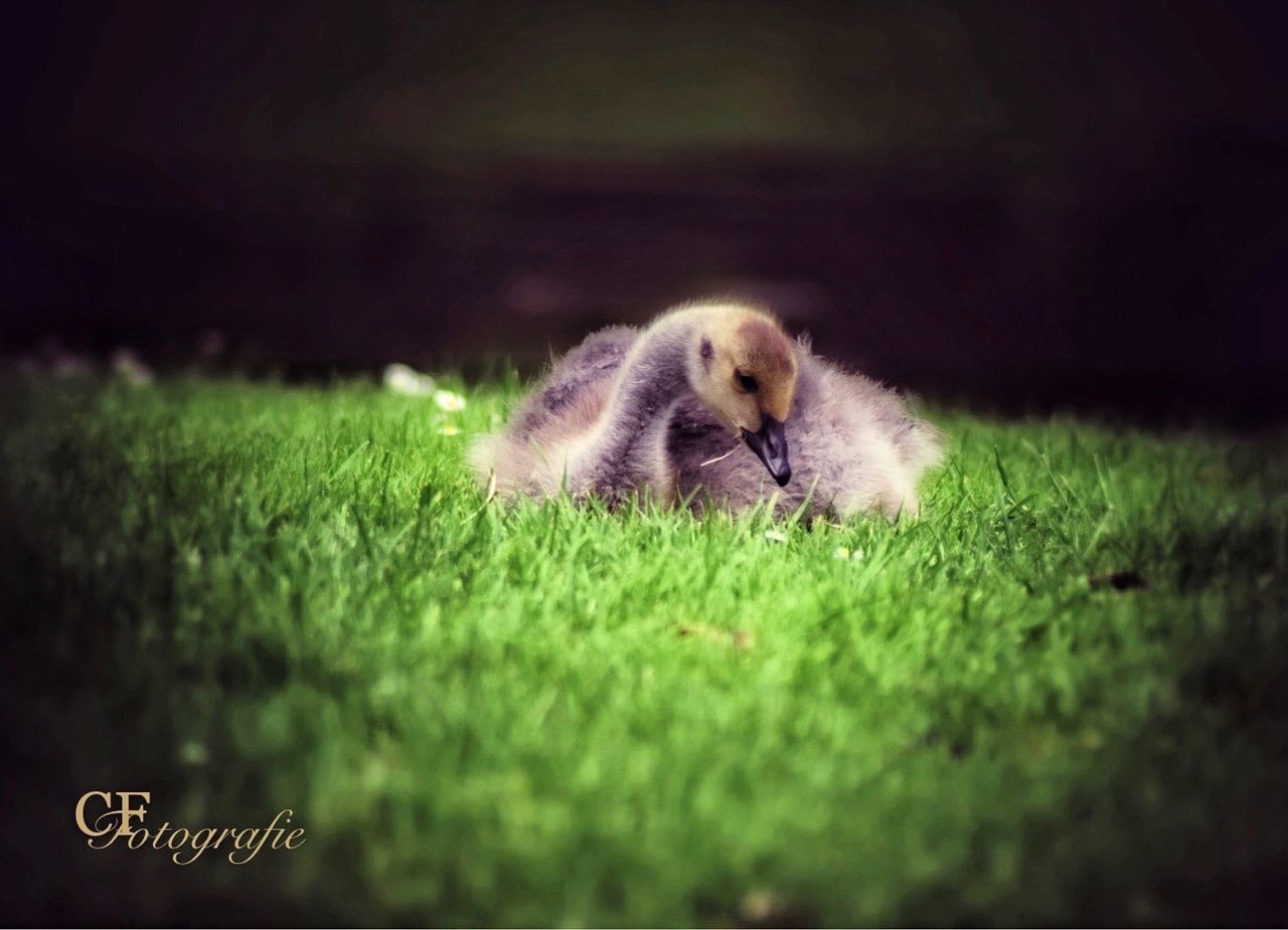 DOG STANDING ON GRASS