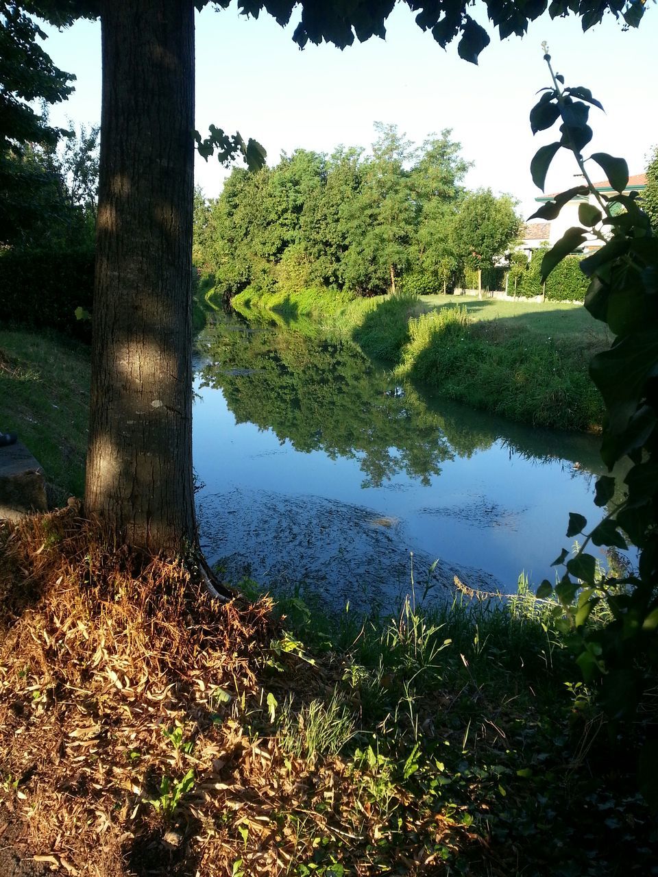 tree, water, tranquility, reflection, growth, lake, tranquil scene, green color, beauty in nature, nature, scenics, plant, pond, sky, day, tree trunk, idyllic, branch, non-urban scene, leaf