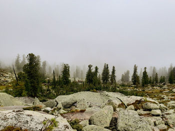 Pine trees on rock against sky