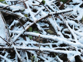 Close-up of snow covered tree