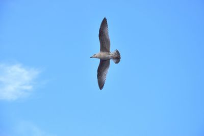 Low angle view of bird flying against blue sky