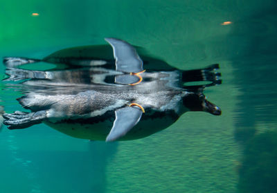 Penguin swimming in sea