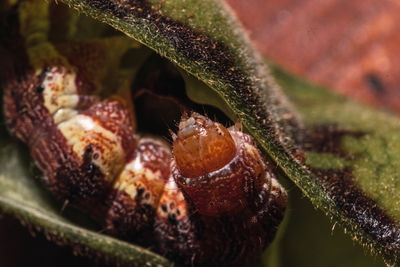 Close-up of insect