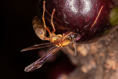 Close-up of spider