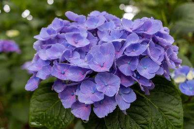 Close-up of purple hydrangea flowers