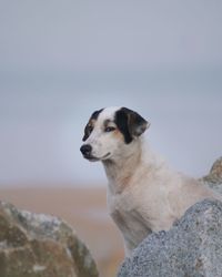 Dog looking away