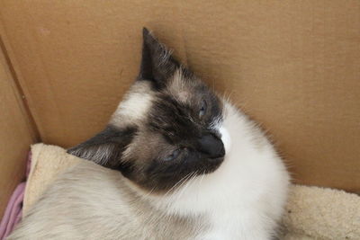 Close-up of cat relaxing at home