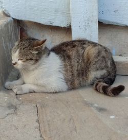 Cat sleeping on floor