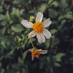 Close-up of white flowering plant
