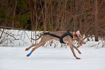 Running pointer dog on sled dog racing. winter dog sport sled team competition. english pointer dog