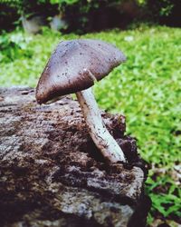 Close-up of mushrooms growing on tree trunk