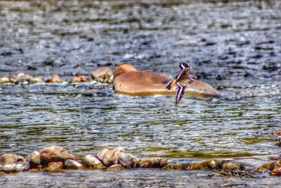 Mallard duck swimming in sea