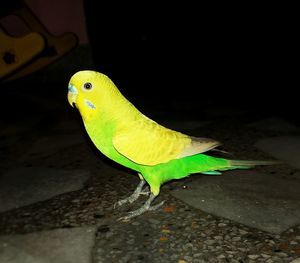 Close-up of yellow parrot