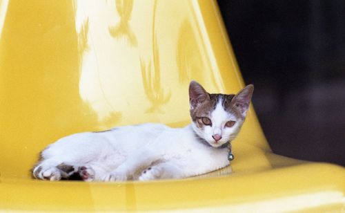 Close-up portrait of cat