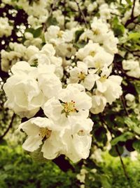 Close-up of fresh white flowers blooming on tree